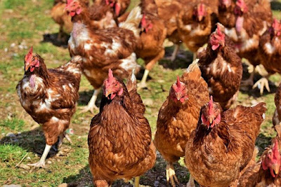 Cara cepat menggemukkan badan ayam dalam waktu 1 minggu