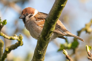 Tree Sparrow