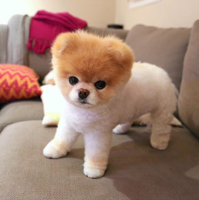 Boo the Pomerian and the Case of Grieving Dog