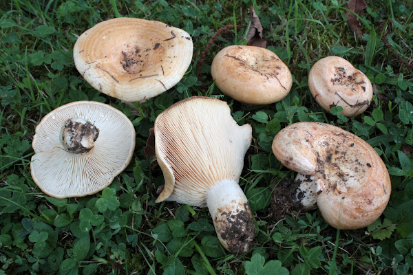 Lactarius zonarius