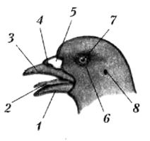 Строение головы птицы 7 класс биология. Строение голубиного клюва. Строение клюва голубя. Внешнее строение птицы голубь.