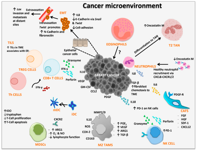 Cancer micro-environment infographics