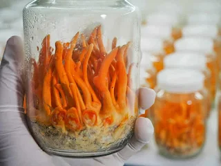 Cordyceps Mushroom Training in India.