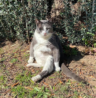 A grey and white large cat sunning himself under an olive tree