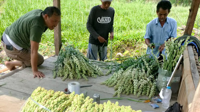 Petani Warga Desa Sukamaju Cianjur Budidaya Bunga Sedap Malam, Ini Keuntungan dan Manfaatnya Bilang Kaur Kesra