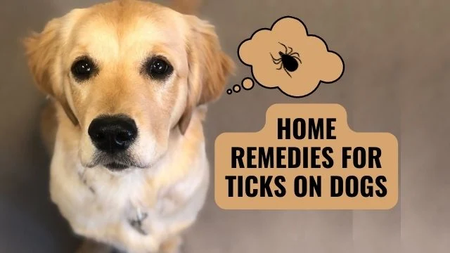 Homemade Remedies to get rid of Ticks on your dog