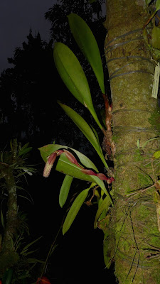 Bulbophyllum elongatum - The Elongated Bulbophyllum care