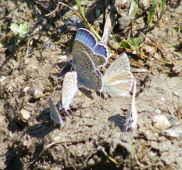 Escher's Blue Polyommatus escheri and Damon Blue P. damon mudpuddling, Hautes Pyrenees, France. Photo by Loire Valley Time Travel.