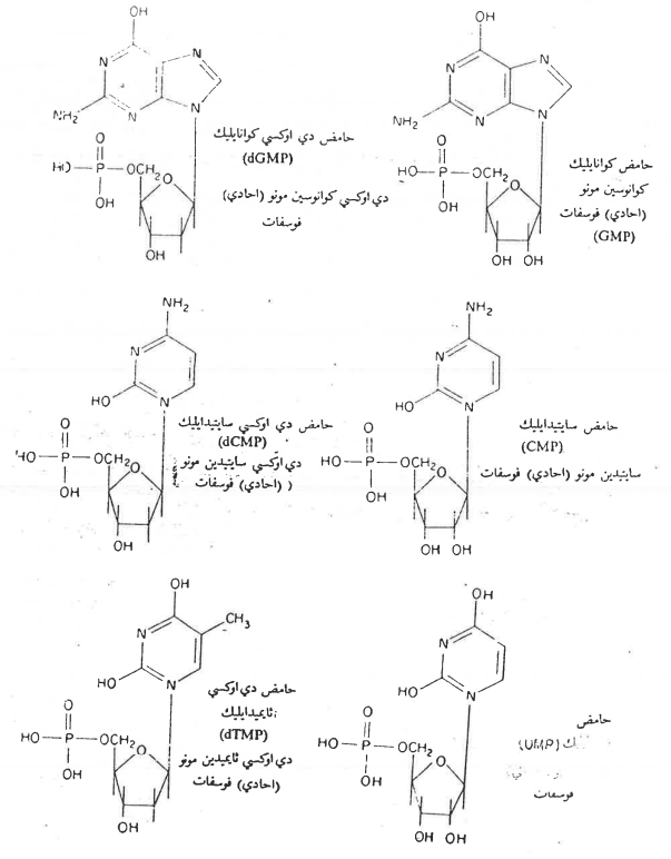 شكل (8-6) تركيب ادينوسين تراي (ثلاثي) فوسفات ATP عند pH 7.0:. نشير الى اصرة ذو طاقة عالية
