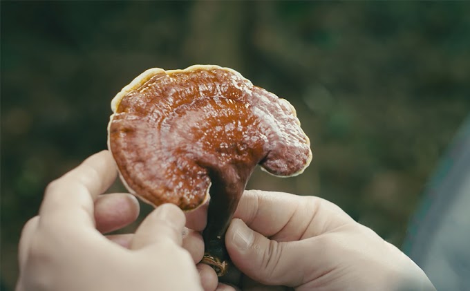 Ganoderma Mushroom Supplier in Georgia | Ganoderma Mushroom Company in Georgia | Biobritte mushroom company