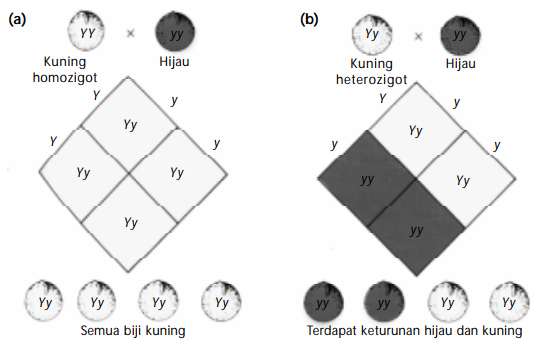 Pewarisan Sifat Hukum Mendel