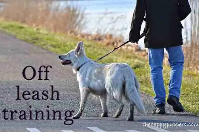 off leash training