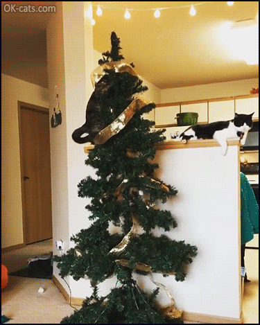 Christmas Cat GIF • Acrobat cat trying to reach the top of Christmas tree! “Look Mom, I can do it.” [ok-cats.com]