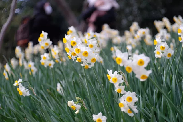 スイセンの花