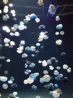 加茂水族館のクラゲ