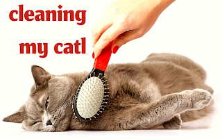 cleaning my cat