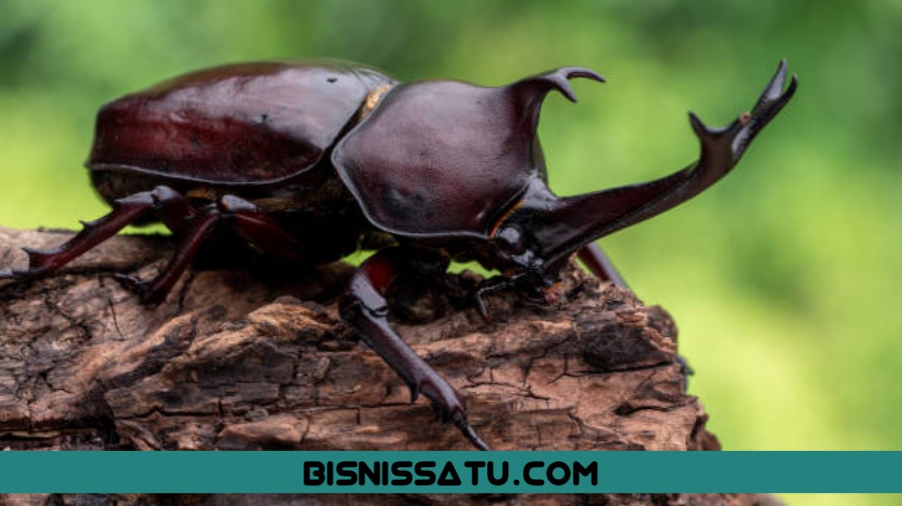 Kitaran Hidup Kumbang Beserta Cara Hidup Kumbang