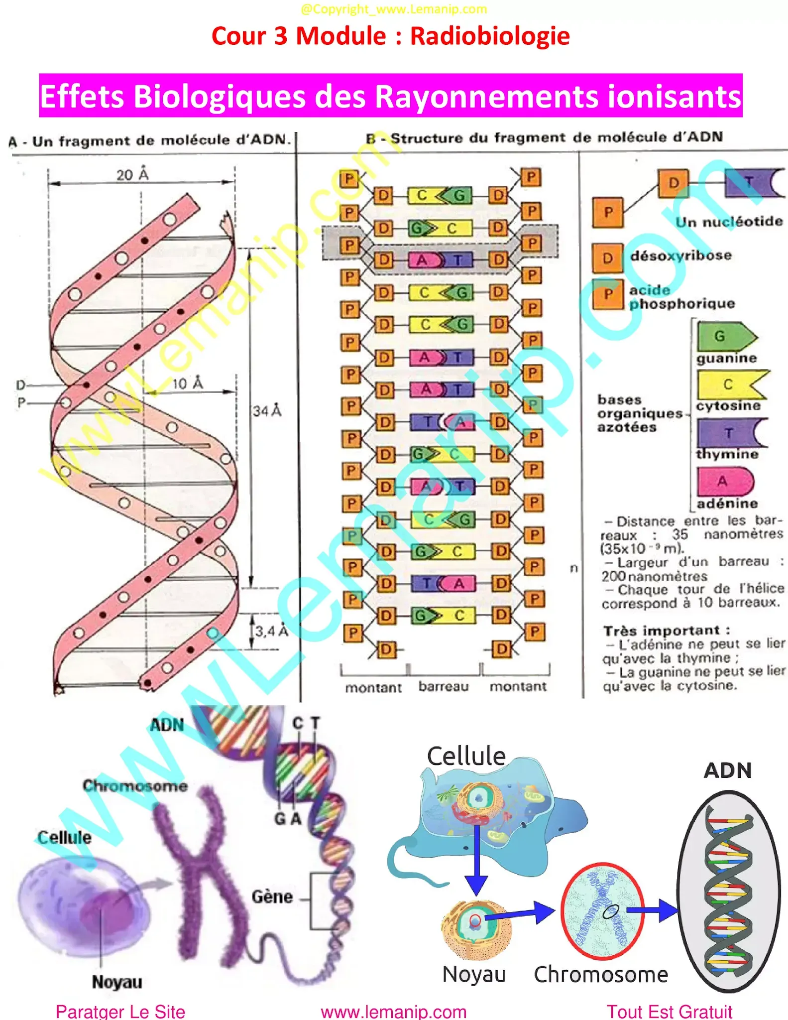 ADN