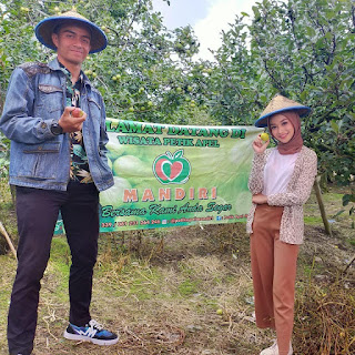 Wisata Perik Apel Mandiri di Kota Batu Malang, destinasi agrowisata tempat liburan sekaligus memanen dan menikmati apel sepuasnya