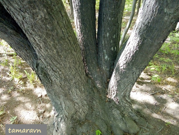 Мелкоплодник ольхолистный (Micromeles alnifolia)