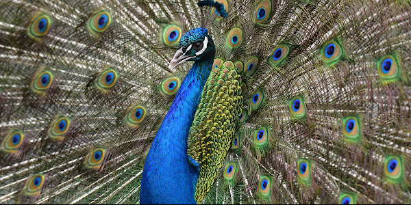 Indian Peafowl