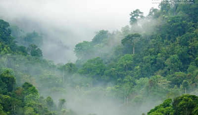 Ciri Serta Manfaat Hutan Hujan Tropis Untuk Kehidupan