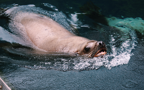 Vancouver Aquarium British Columbia