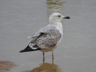 2nd winter Caspian Gull