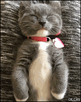 Funny Kitten GIF • 'Mimmie' is totally relaxed during his nap. Sweet dreams baby [ok-cats-gifs.com]