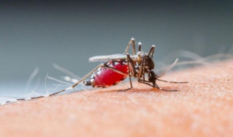 Cara Mencegah Anak Tergigit Nyamuk
