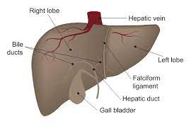 New Treatment Developed To Save Damaged Liver
