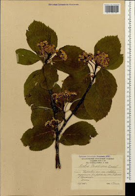 Рябина Буша / Ария Буша (Sorbus buschiana, =Aria buschiana)