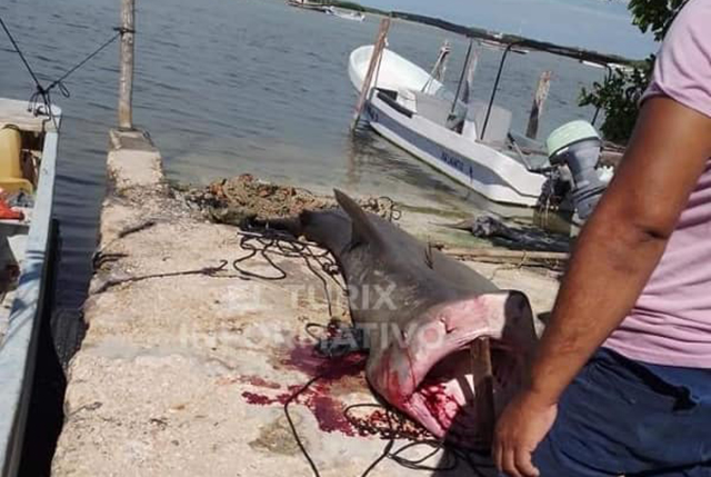 Lancheros matan un tiburón en Río Lagartos