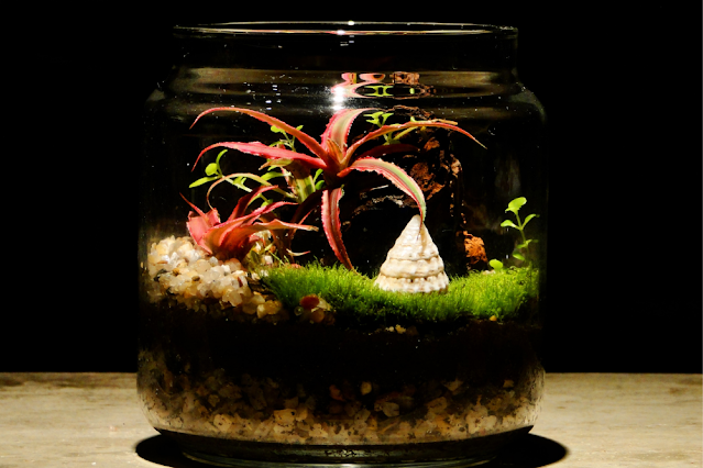 Closed Terrariums