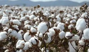 CottonField