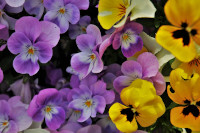 pansies-flowers-yellow-garden