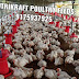 Dp मे तेजी कॉकरेल,ब्रॉयलर मे गिरावट : देखे आज का मुर्गीयो के रेट 
