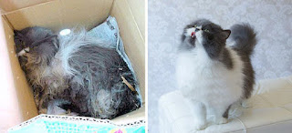 Estas 19 imágenes de rescate de antes y después demuestran que el amor puede cambiar la vida de un gato