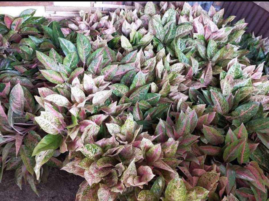 Tanaman Hias Aglaonema - Eshal Nursery