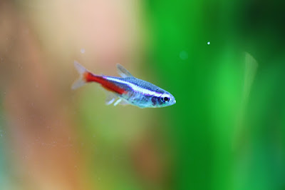 Cara Merawat Ikan Neon Tetra Green