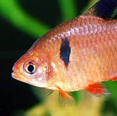 Male vs Female Serpae Tetra Fish Difference, Care, Breeding