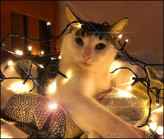 Art Cat GIF • Cinemagraph • Pawsome blinking light Cat. That's the Zen cattitude