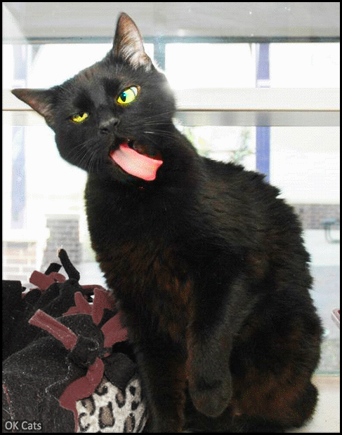 Art Cat GIF • Derpiest black cat ever sticking his tongue out like crazy [ok-cats.com]