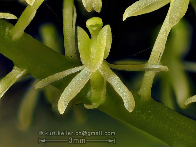 Liparis viridiflora