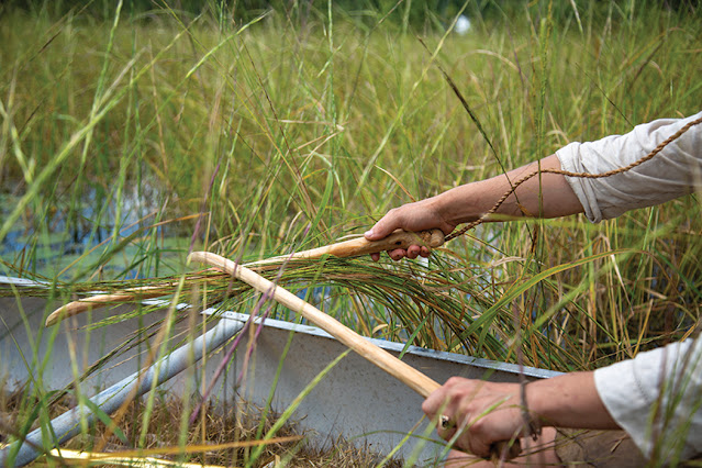 thu hoạch wild rice hoàn toàn thủ công