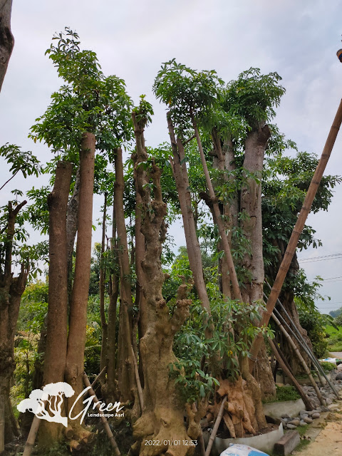 Jual Pohon Pule Taman di Bogor Berkualitas & Bergaransi