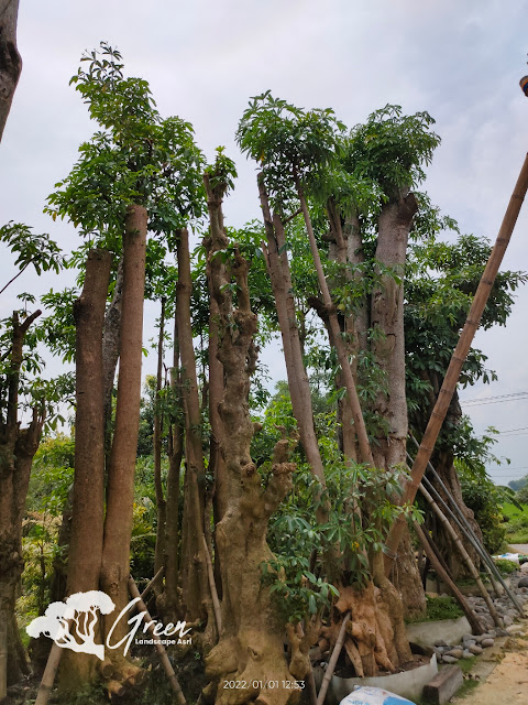 Jual Pohon Pule Taman di Purworejo Berkualitas & Bergaransi