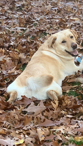 Yellow Lab laying in leaves