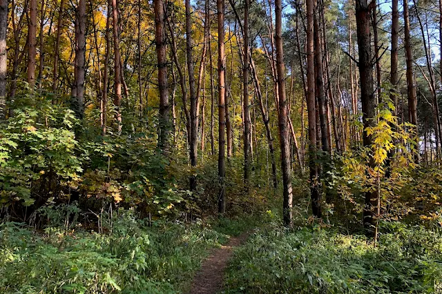 Парк Победы, сосновая роща