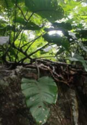 ฟิโลเดนดรอน Philodendron